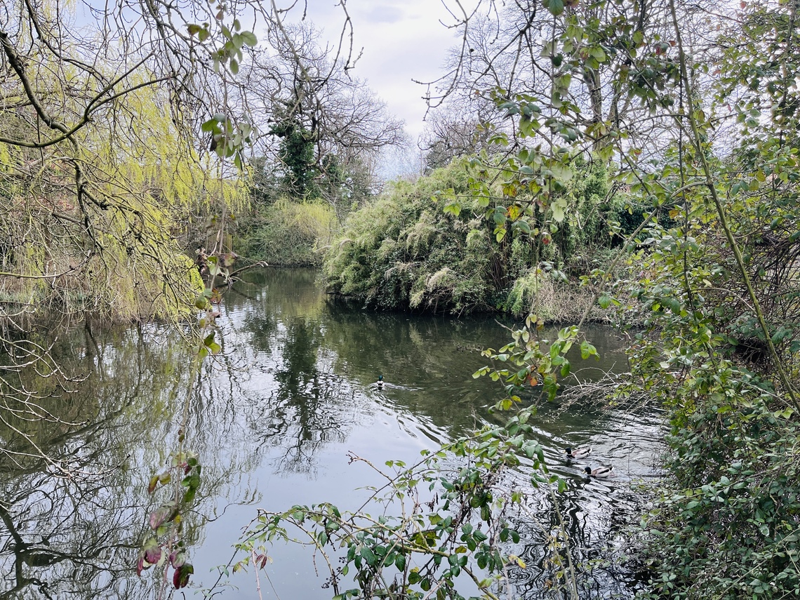 A pond in the centre with green shrubs either side
