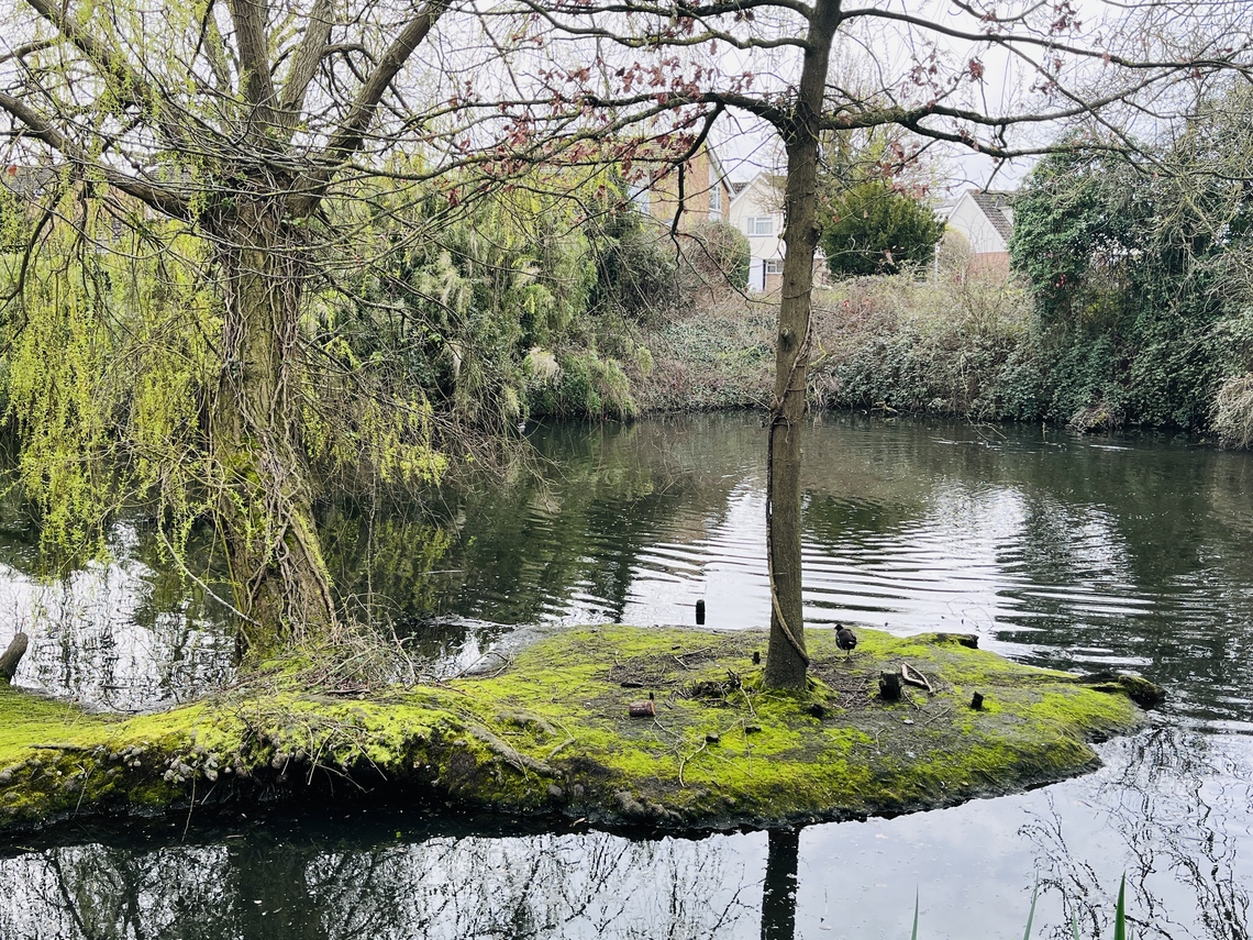 A pond with a small island covered in moss and trees featuring ducks