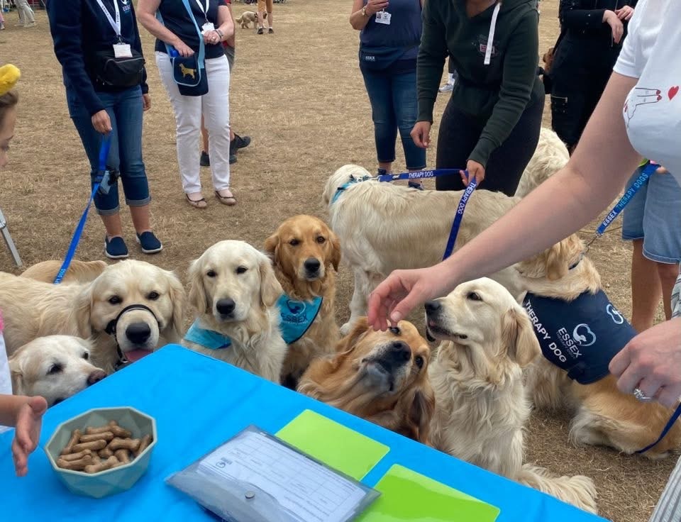The Essex Therapy Dogs - a group of retrievers - surrounding a table with some treats on it