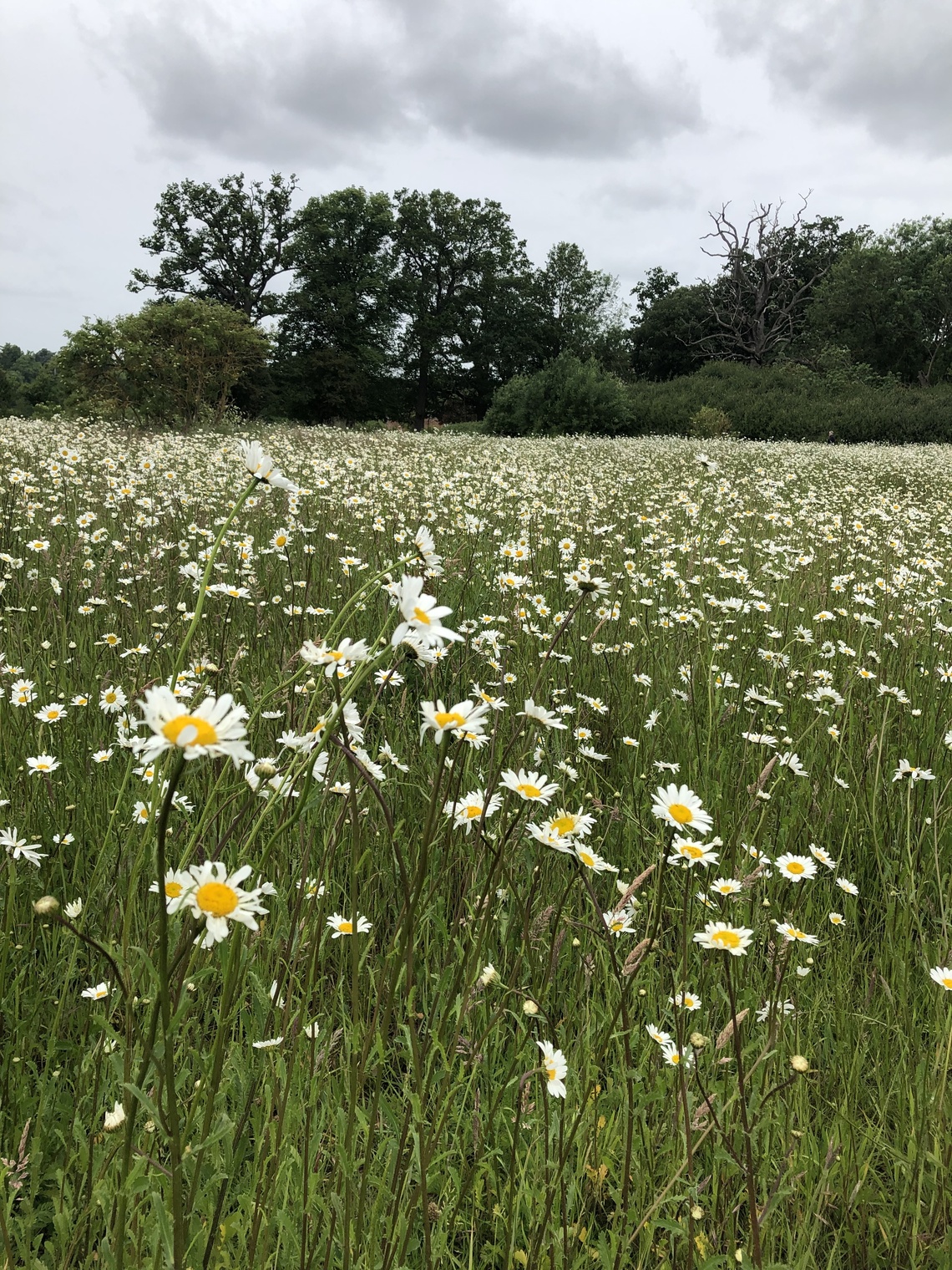 A picture of a grassy meadow with wildflower daisies